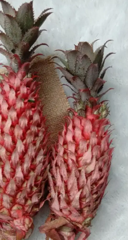 Nanas muda merah herbal