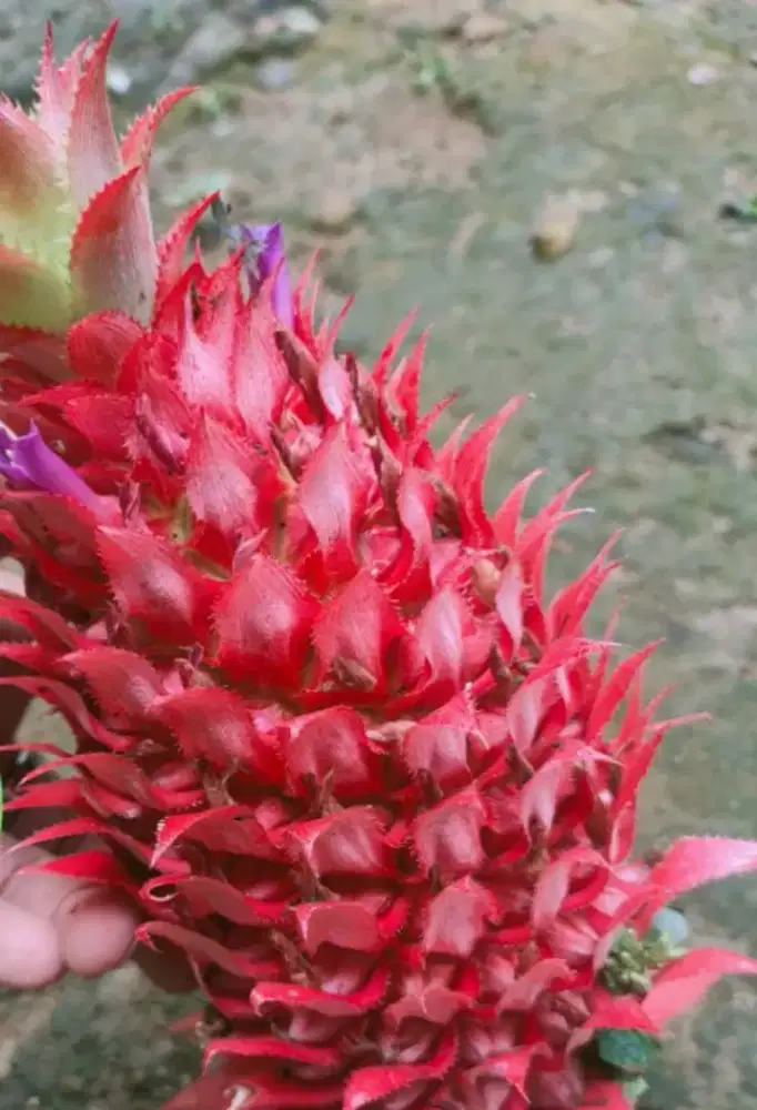 Buah nanas muda merah