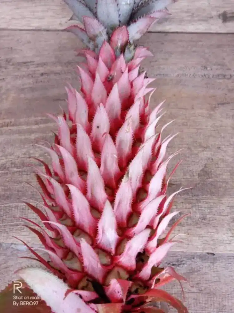 Jual buah nanas muda / nanas merah