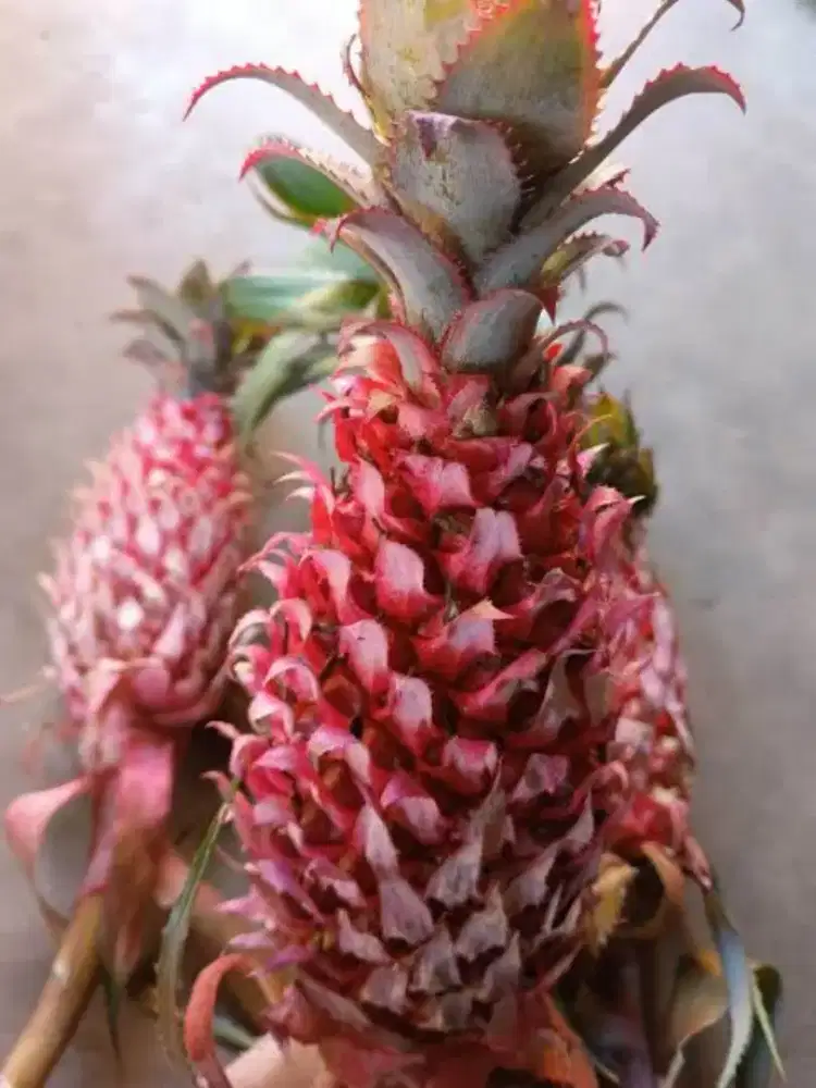 Jual buah nanas muda herbal