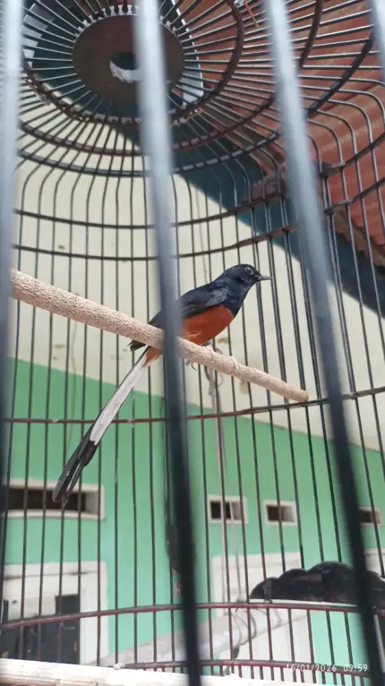 MH rajin isian banyak panjang2 no minus