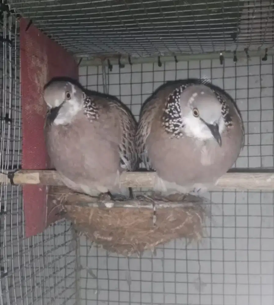 Jual sepasang burung derkuku murah meriah