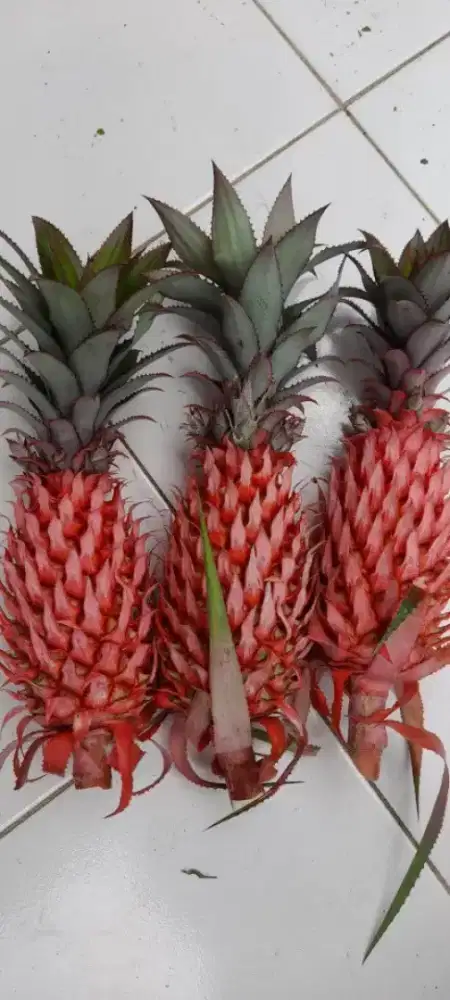 Jual nanas | nanas muda | nanas merah