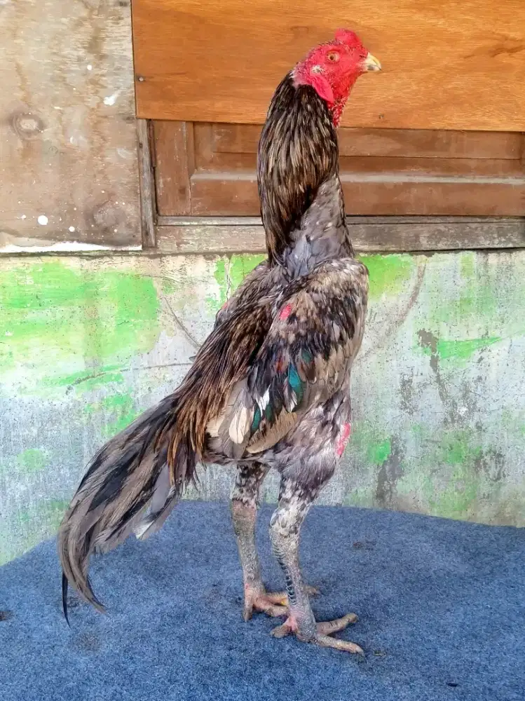 Ayam line bangkok x mangon sehat dan sangat terawat
