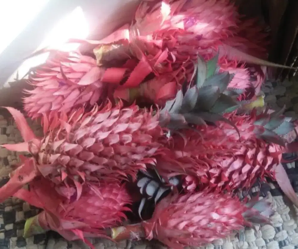 Jual buah nanas muda | nanas merah herbal