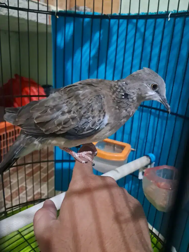 Tekukur kuk 3 sansung 4, usia 2,5 bln video ke wa