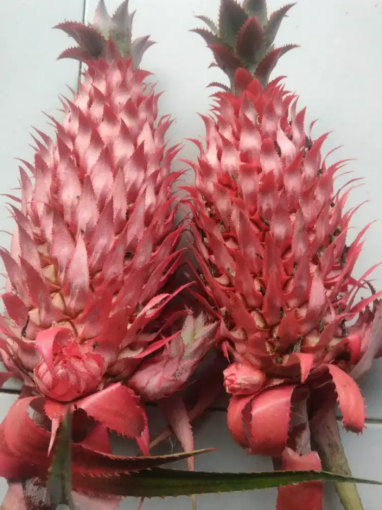 Buah nanas muda | nanas merah | nanas herbal