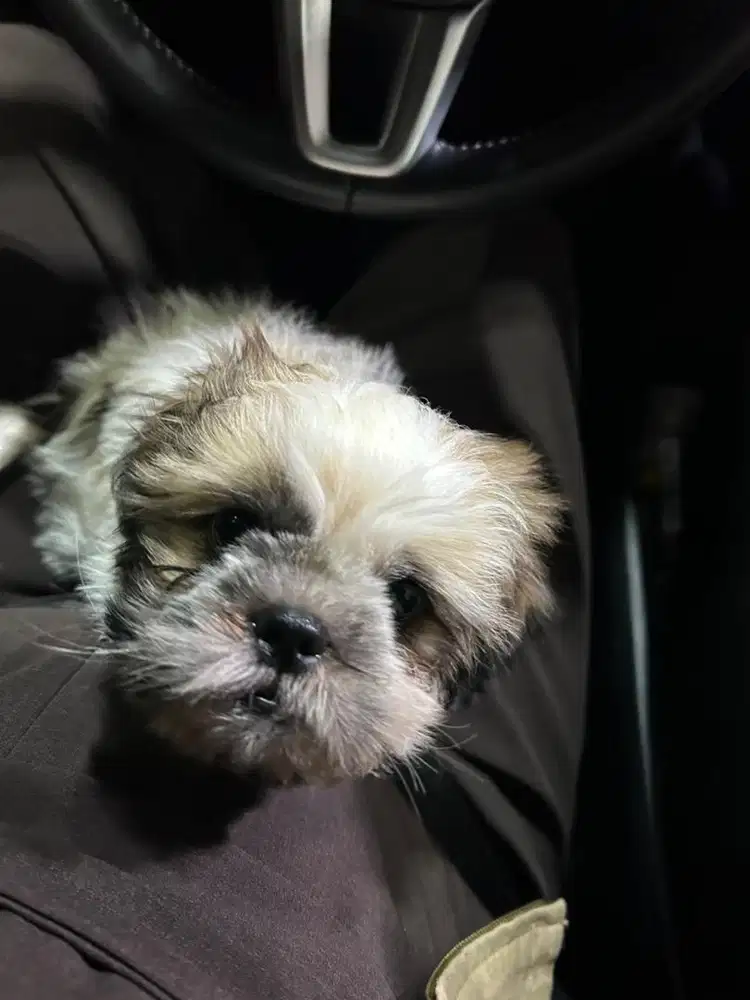 Shihtzu shitzu pure non stambum