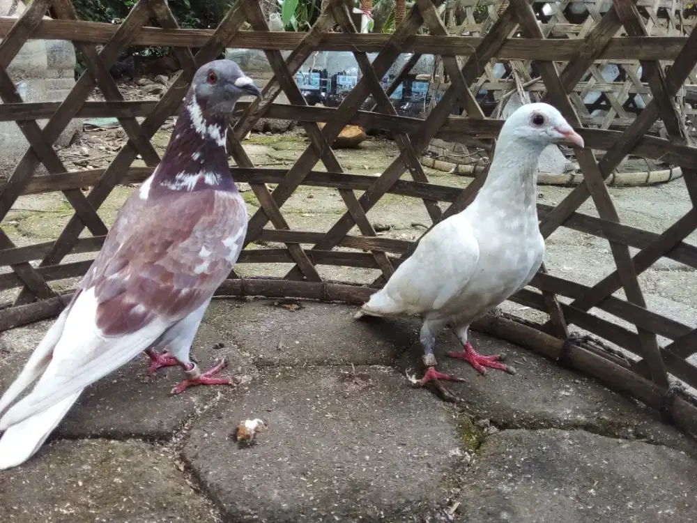 Induk muda merpati pos