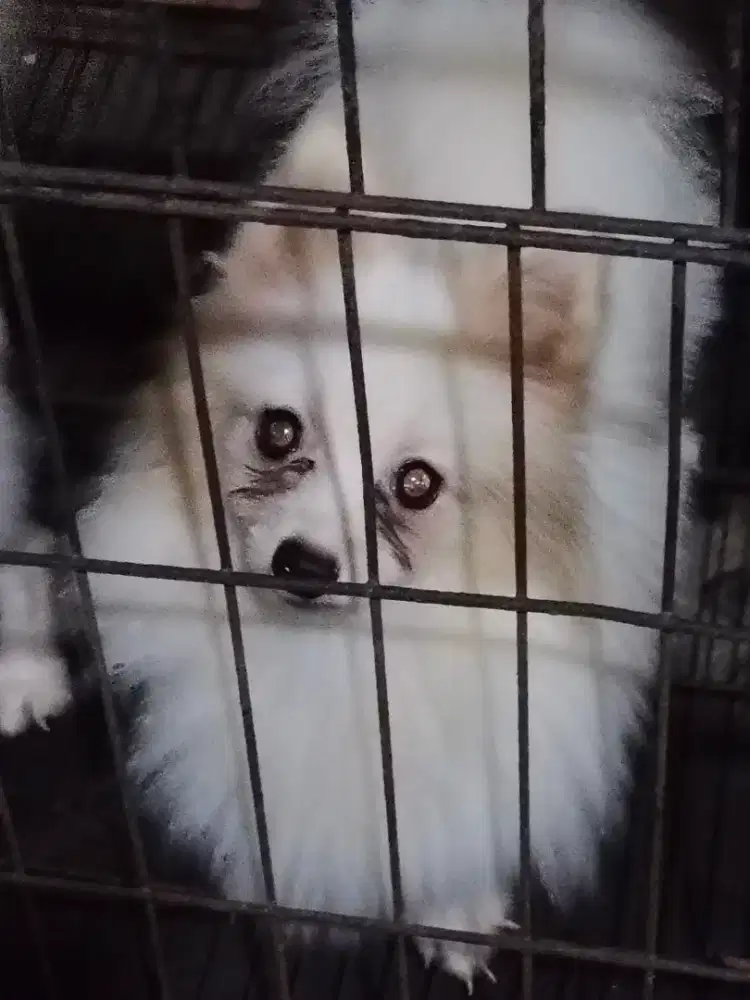 Minipom betina umur 6