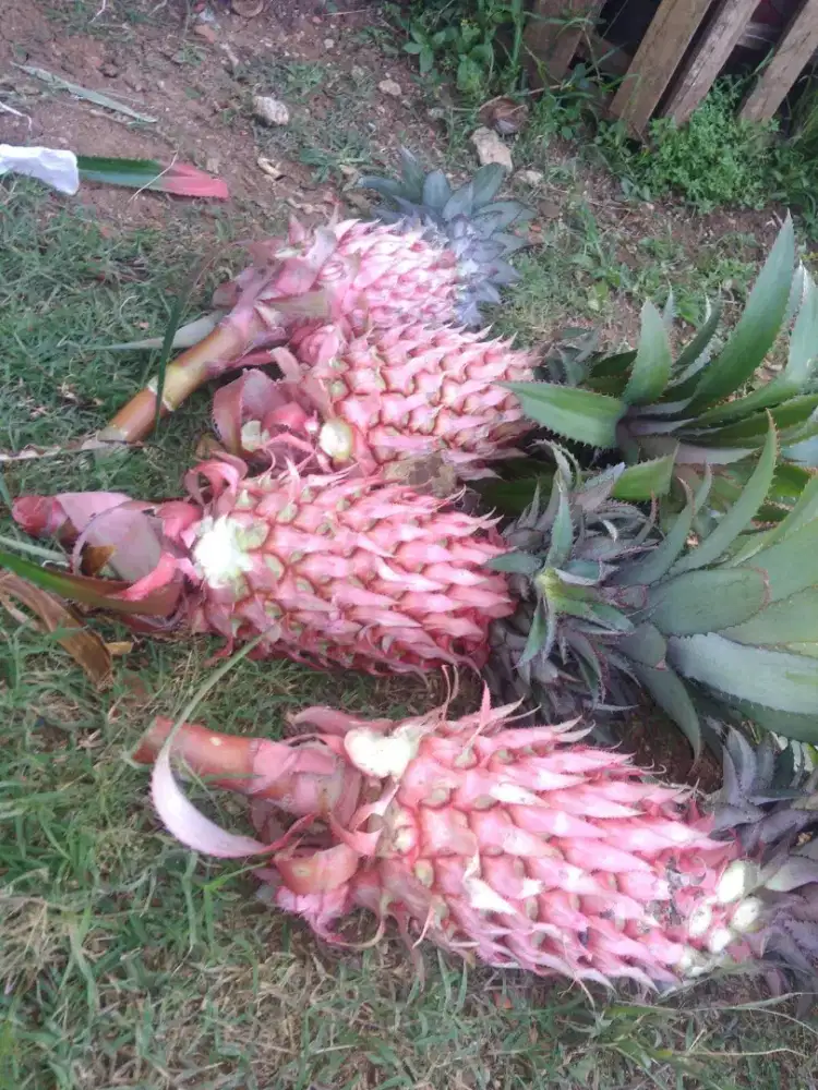 Jual buah nanas herbal