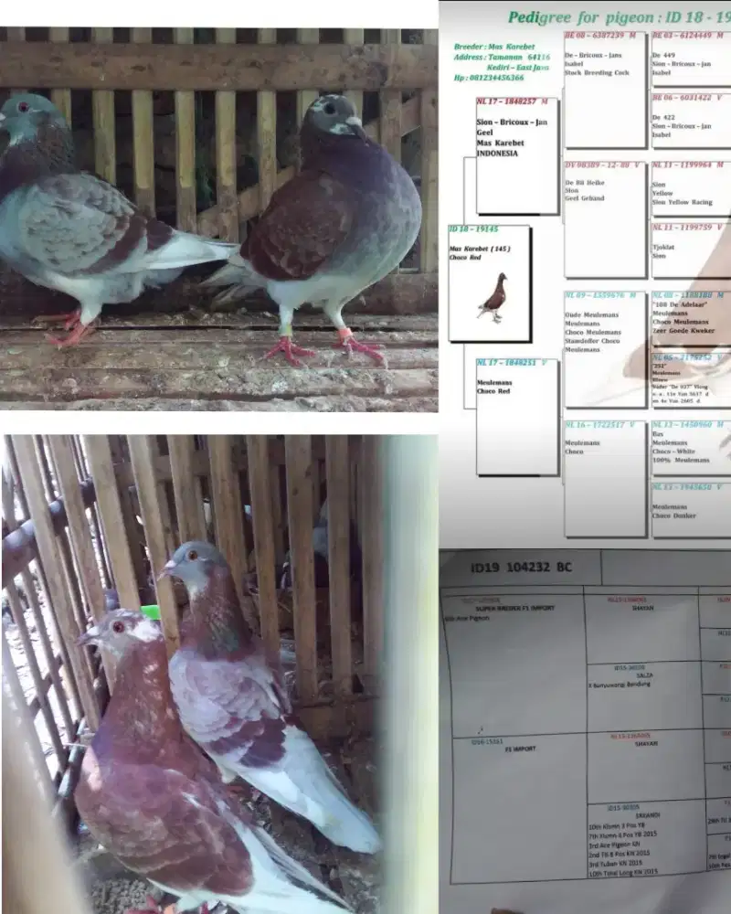 Induk muda merpati pos warna coklat