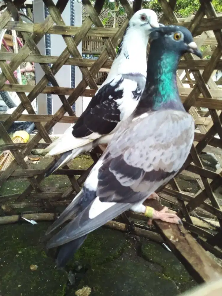 Sepasang induk merpati pos