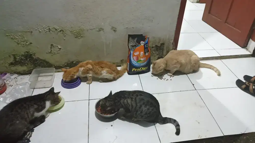 jasa setrika dan beberes rumah