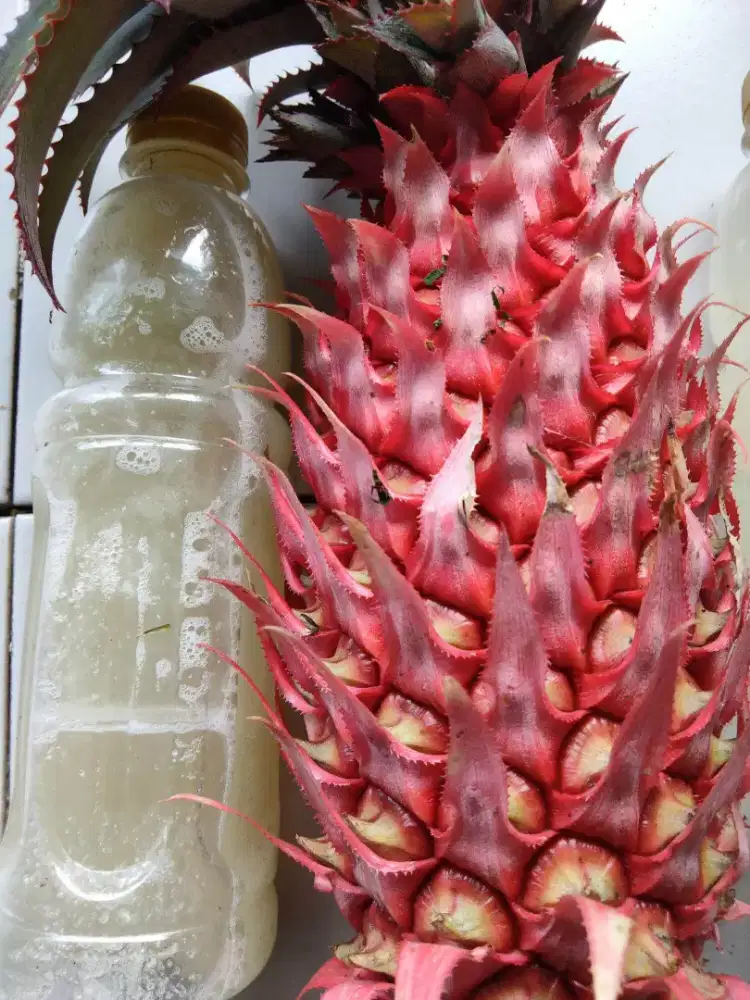 Jual buah nanas muda | nanas merah | nanas segar