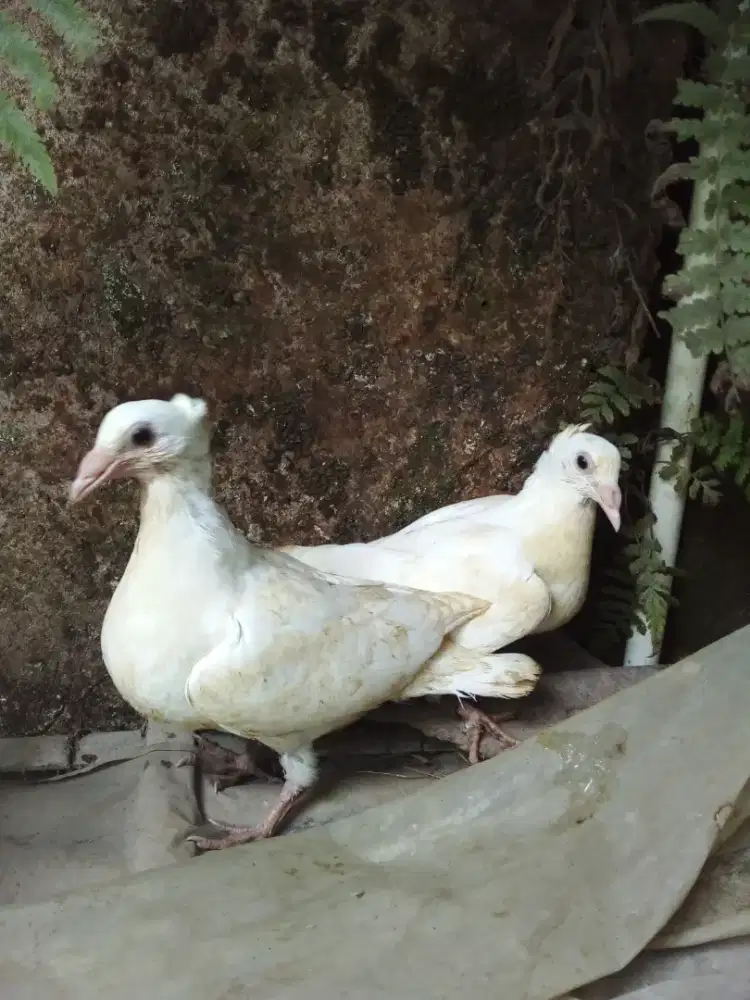 Sepasang anak merpati pos putih polos jambul