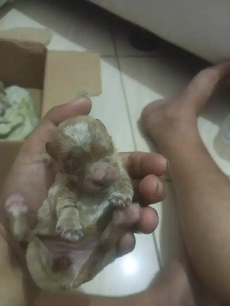 Open adopsi anak anjing poodle