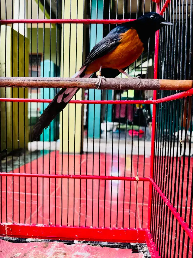 Murai Batu Jantan Gacor