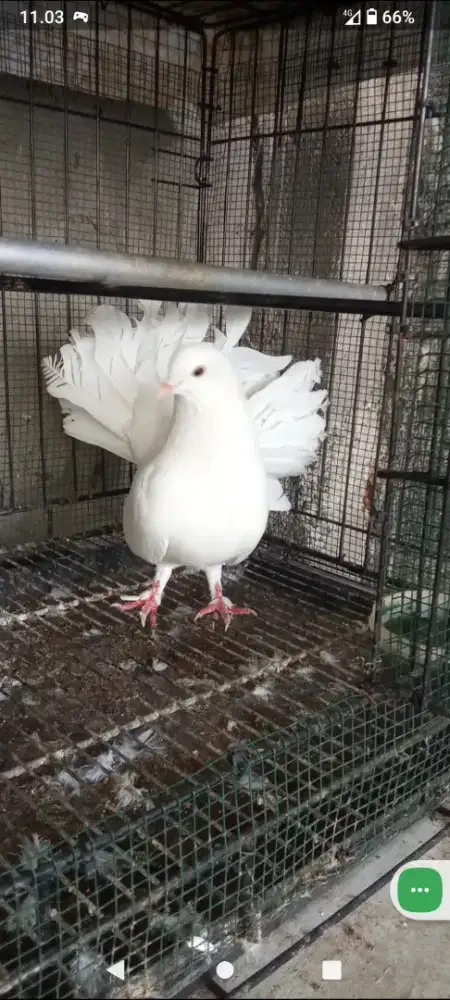 Burung Merpati Kipas Jantan