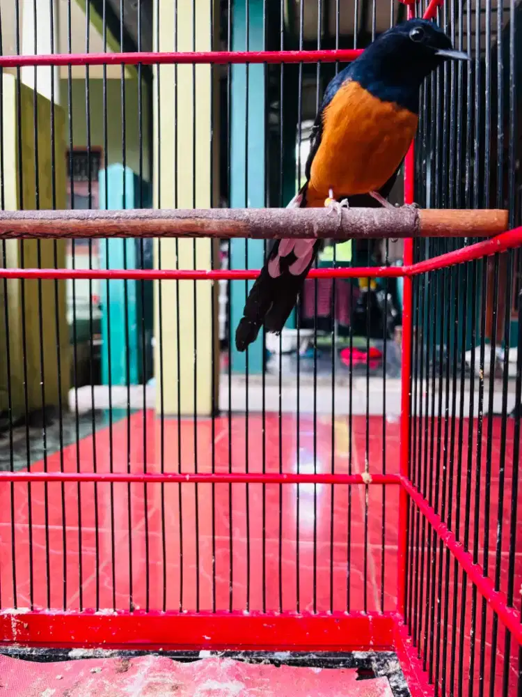 Murai Batu Jantan Sudah Rajin Bunyi