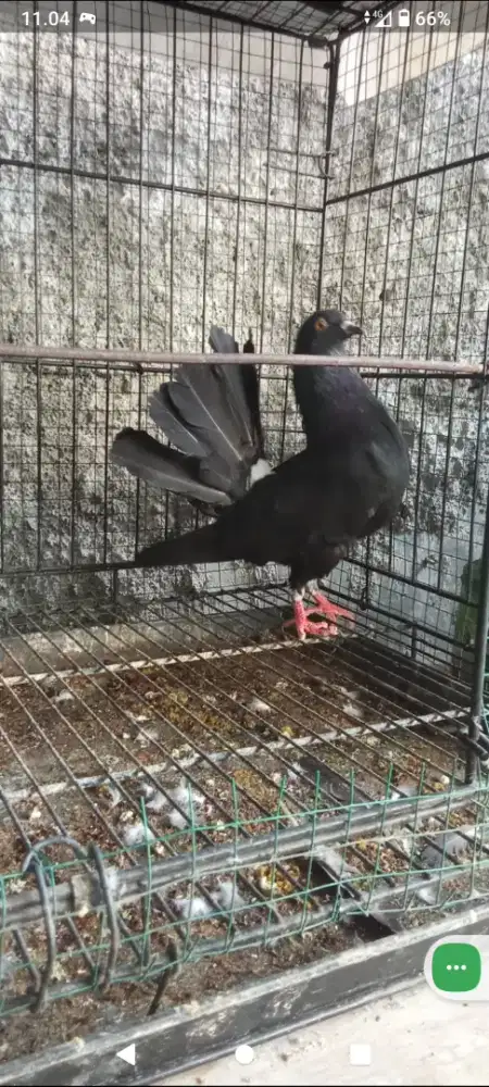 Burung Merpati Kipas Jantan
