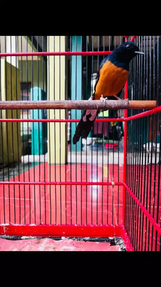 Murai Medan Jantan sudah gacor