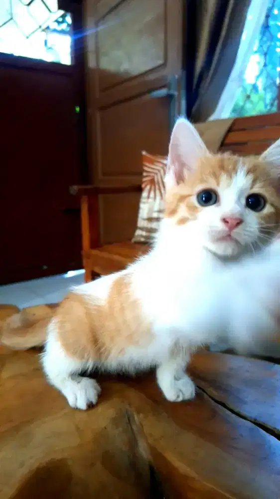 LA KITTEN 2 BLN RAS MAINECOON MIXDOM