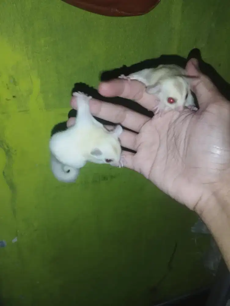 Termurah Sugar glider Ruby leu joey jantan