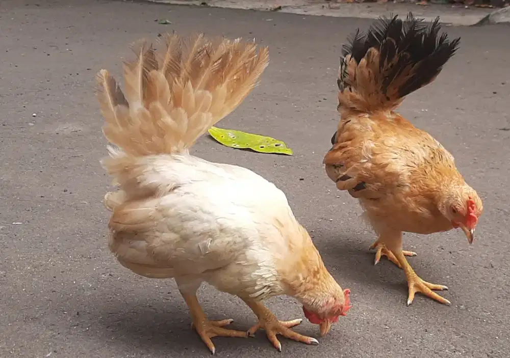 Ayam Kate pelengkap kucing, ikan , photo induk terakhir