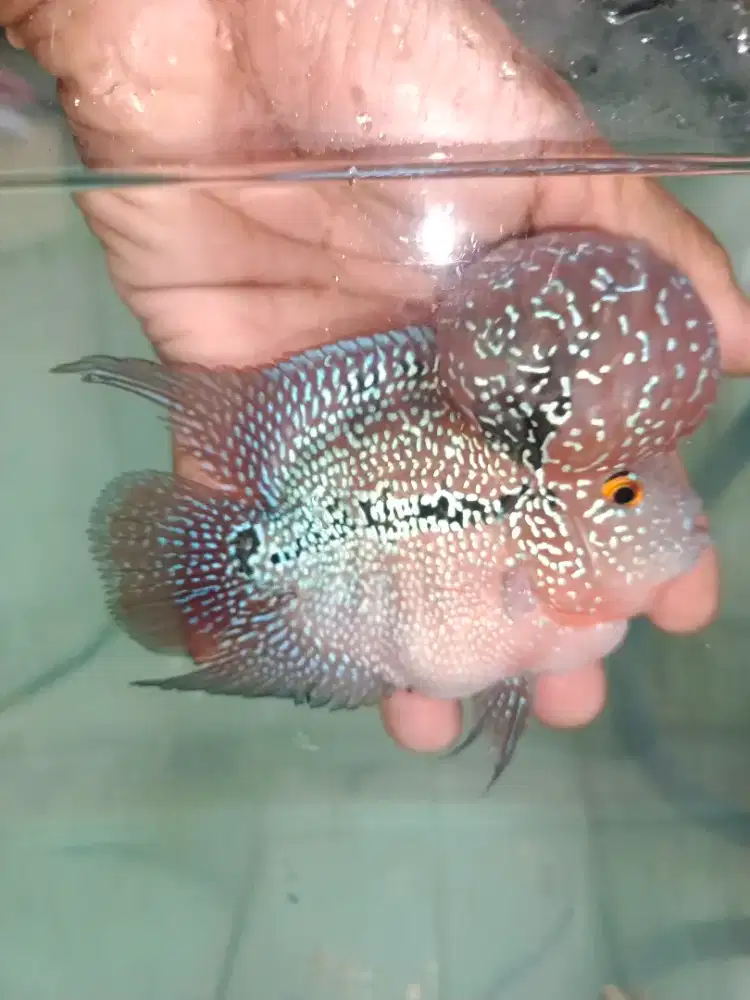 Ikan Louhan bonsai srd 3jari