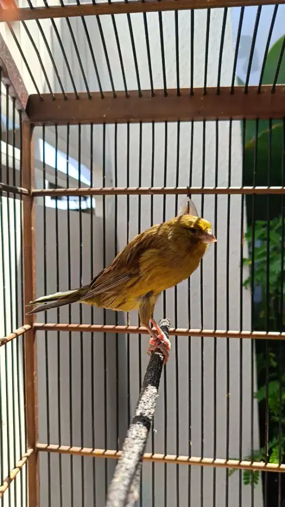 KENARI YORKSHIRE TKF 24