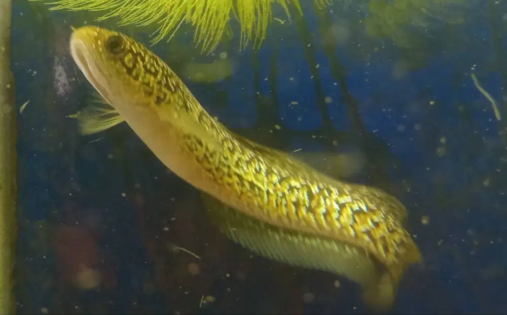 Channa asiatica rs Kalimaya size 12up, bahan bagus