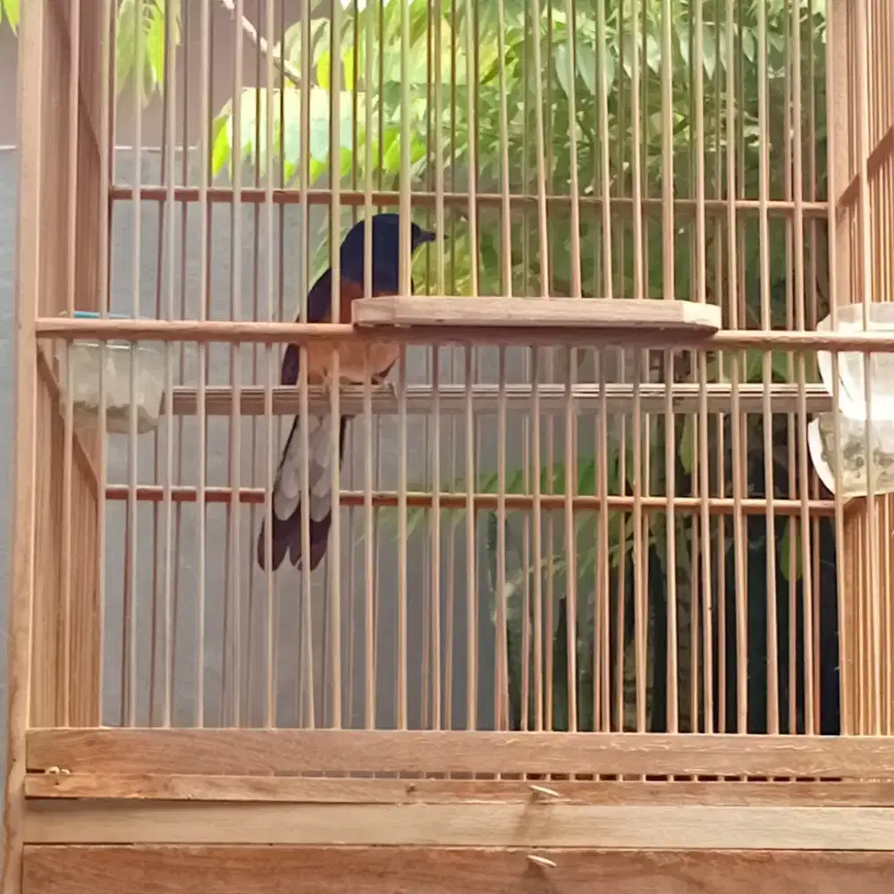 Burung murai batu betina