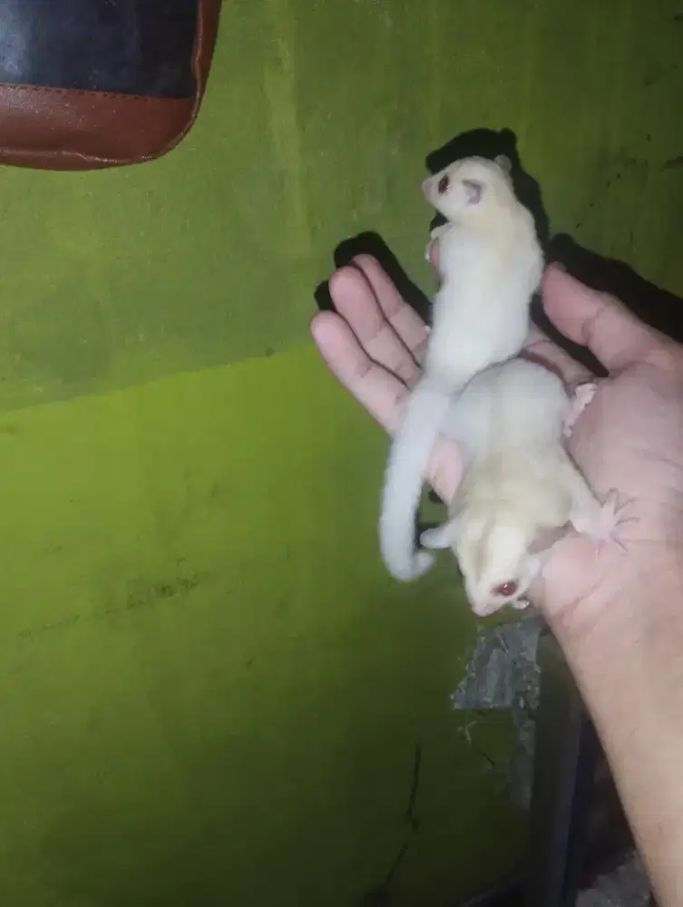 Termurah Sugar Glider Creamino Het Leu BETINA joey