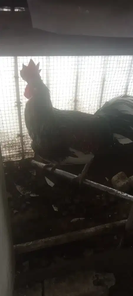 Ayam Ketawa Gretek Jantan