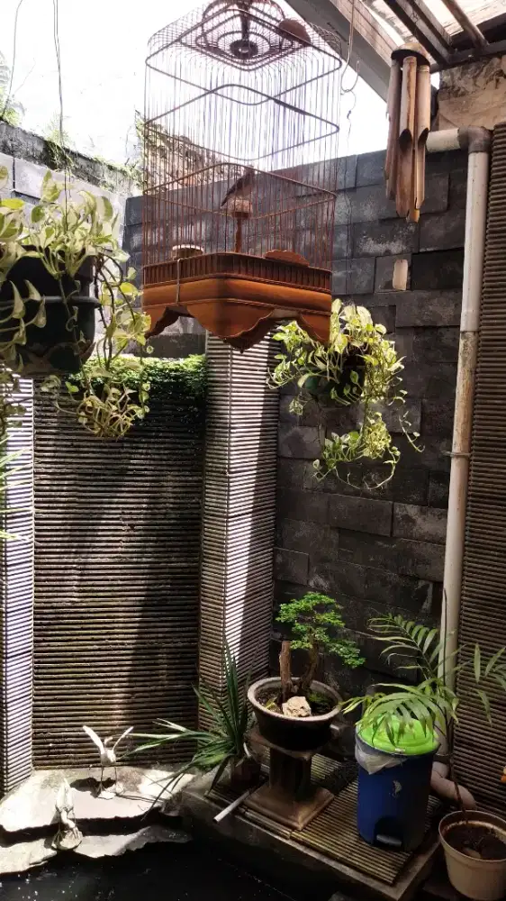 Dijual branjangan (parva)