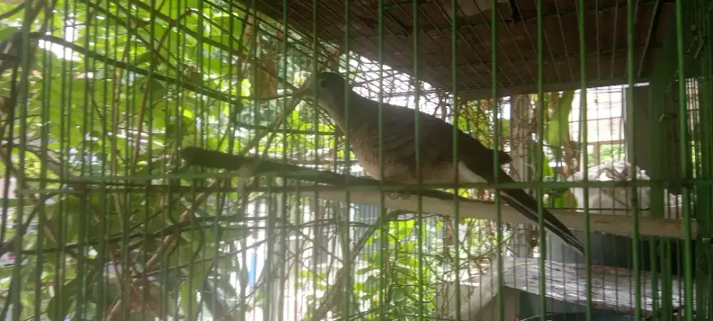 Burung Perkutut Jantan