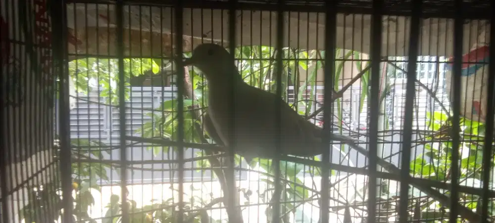 Burung Puter Jantan / Betina