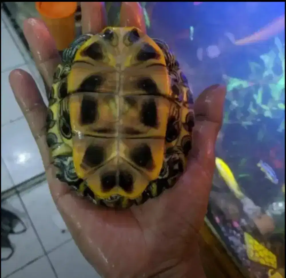 Kura kura Brazil Medium