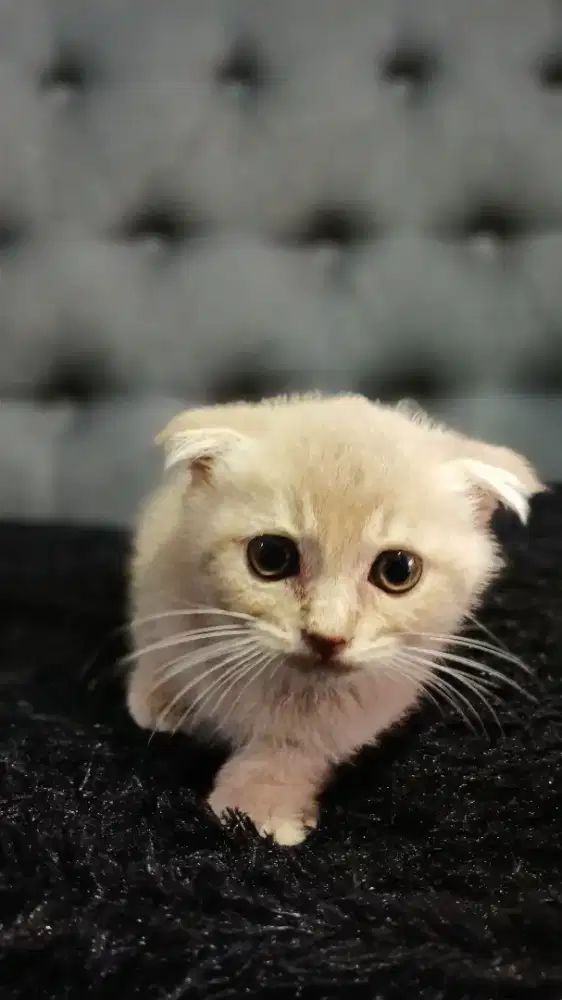 Lepas adopsi BSH scottish