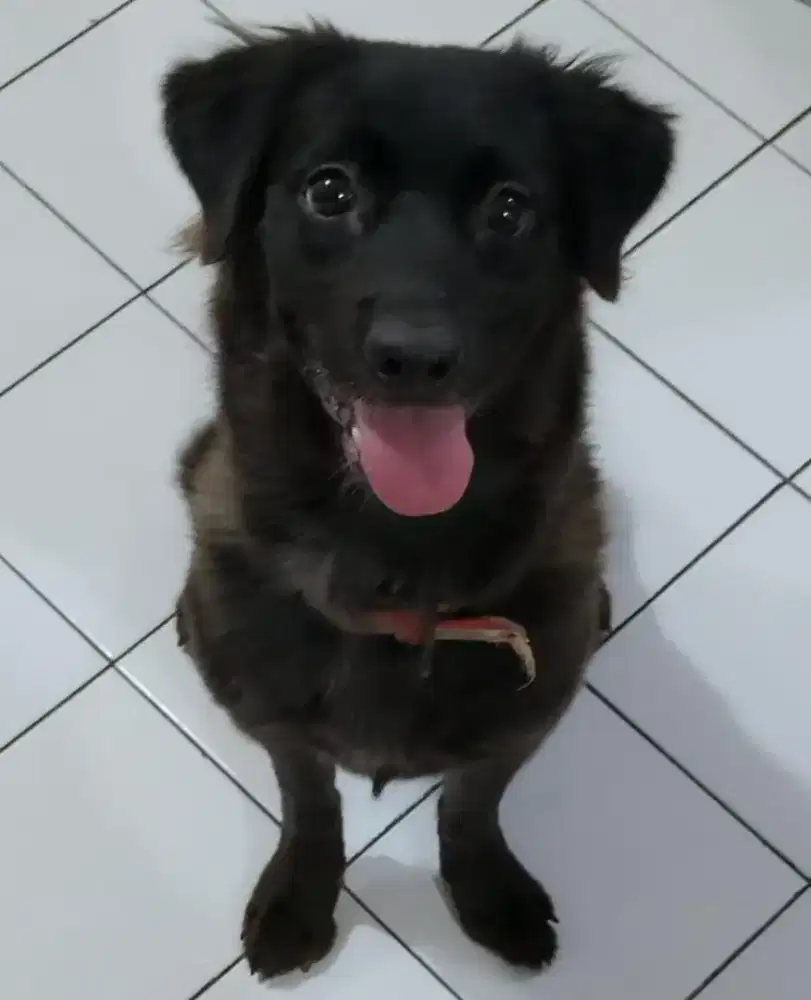 OPEN ADOPSI HERDER MIX KINTAMANI