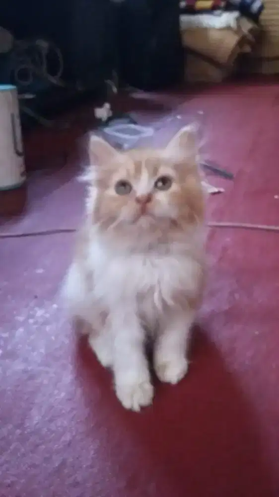 Kitten persia betina 3bl