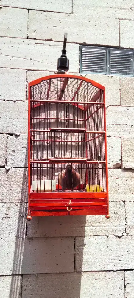 Di jual burung dara merpati