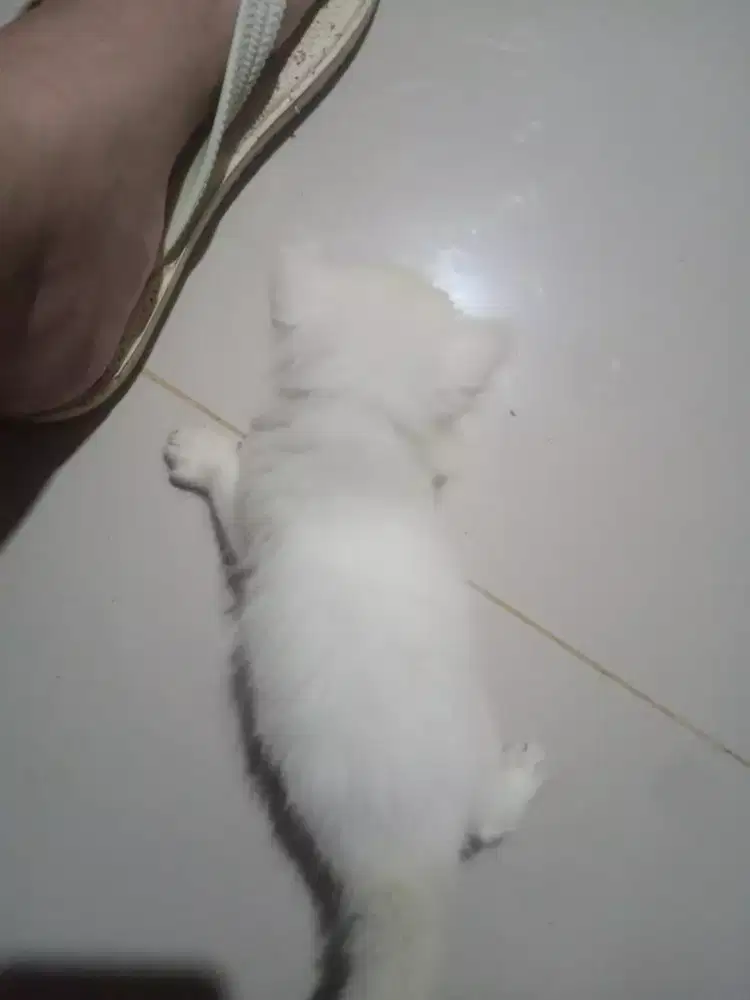 Di lepas anakan Himalaya