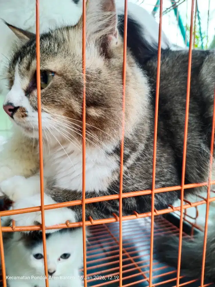 Kucing Persia Medium Jantan