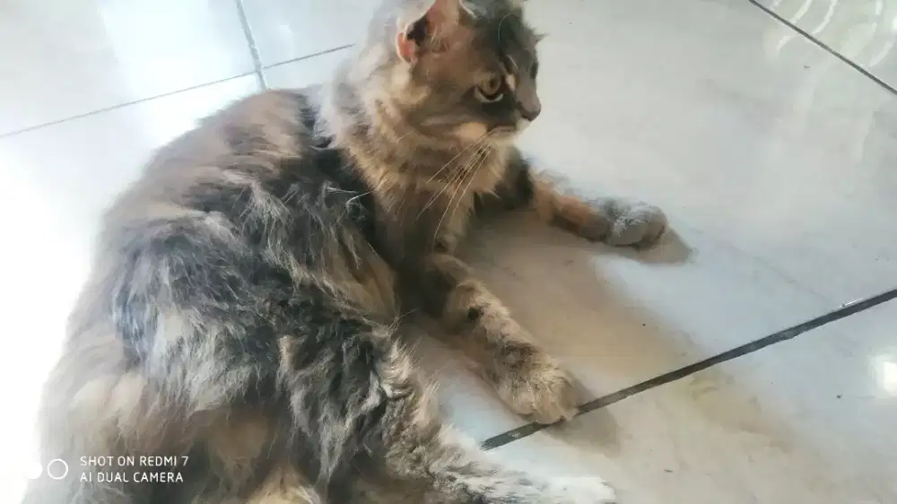 Kucing jantan 3warna