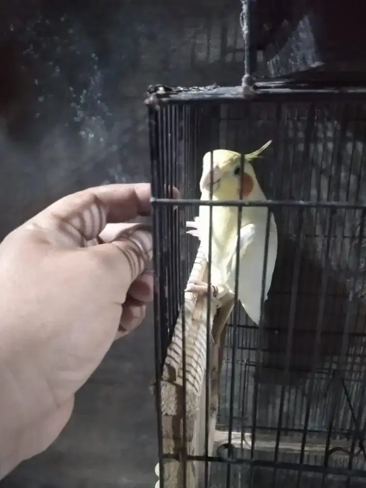 burung falk lutino mm