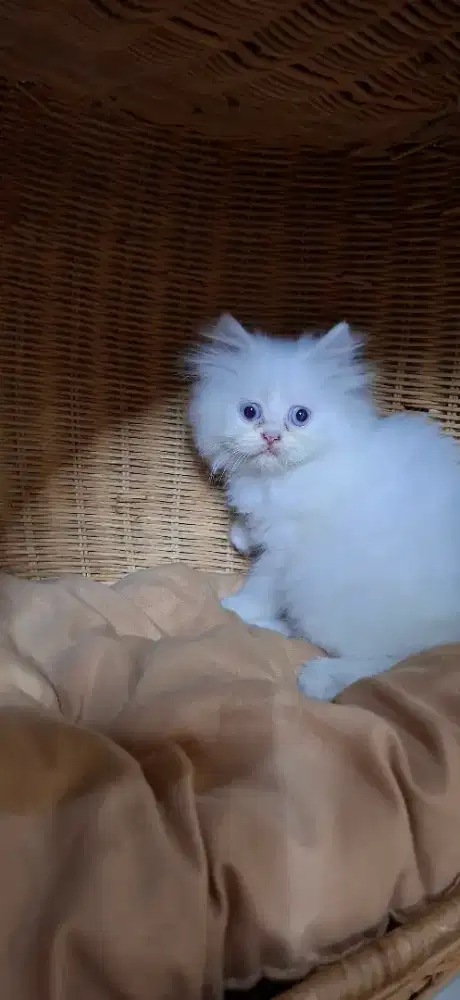 Lepas adop Kitten persia flatnose