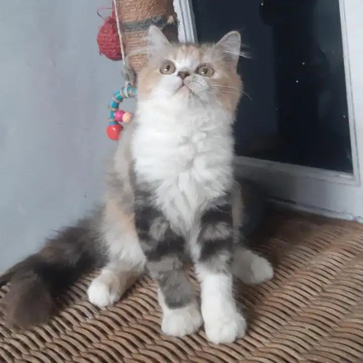 Kucing Persia Betina