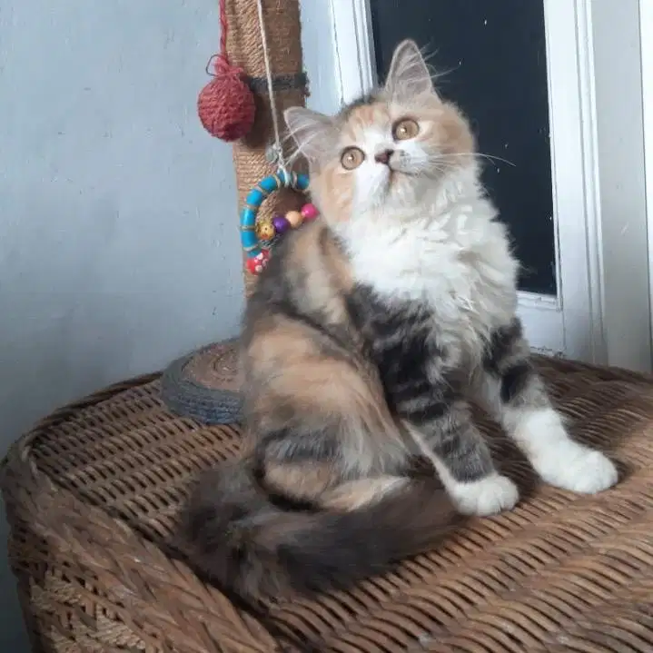 Anakan Kucing Persia Betina